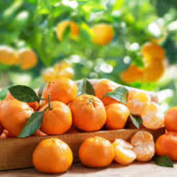 Clementines seeds - Fruit for Home Gardens