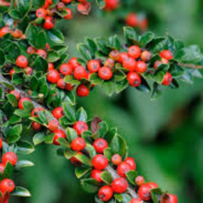 Cotoneaster Seeds - Flower Plant for Home Gardens