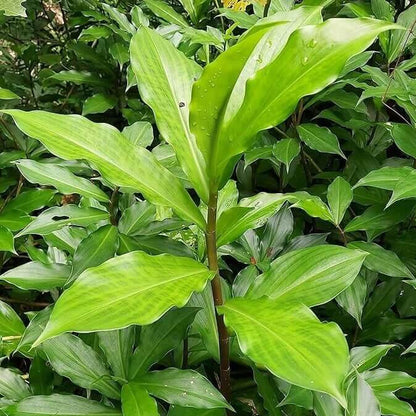 insulin seeds