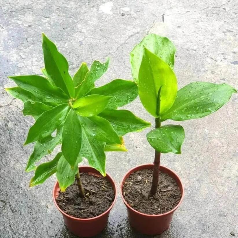 insulin seeds