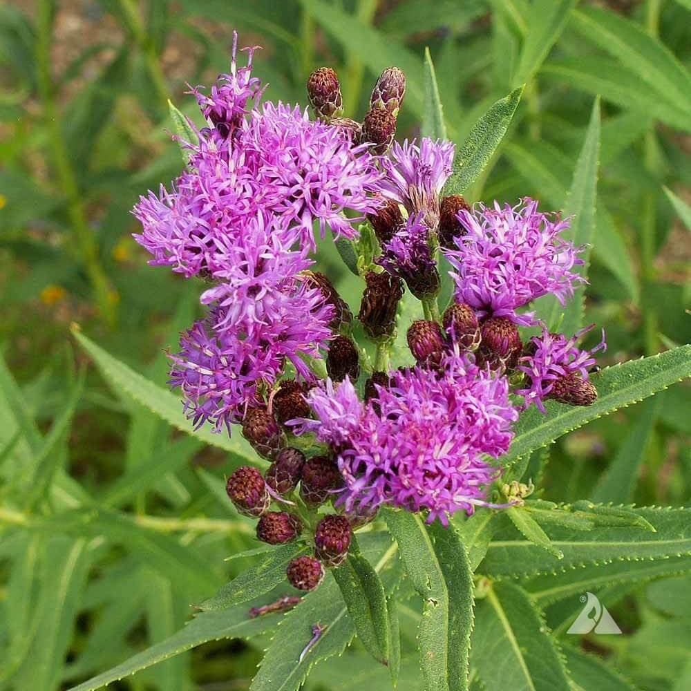 ironweed seeds