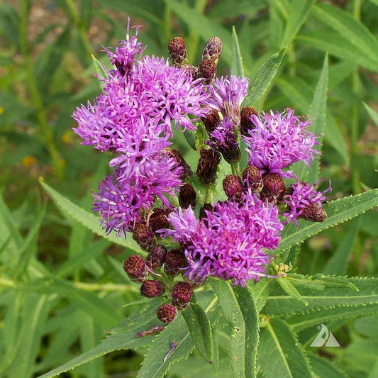 ironweed seeds