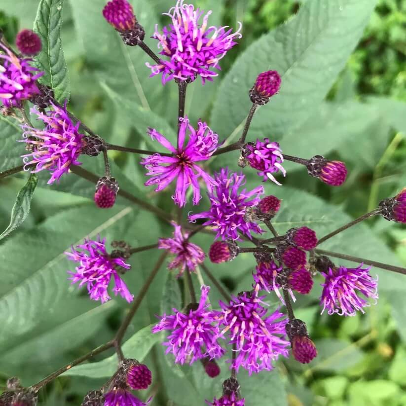 ironweed seeds