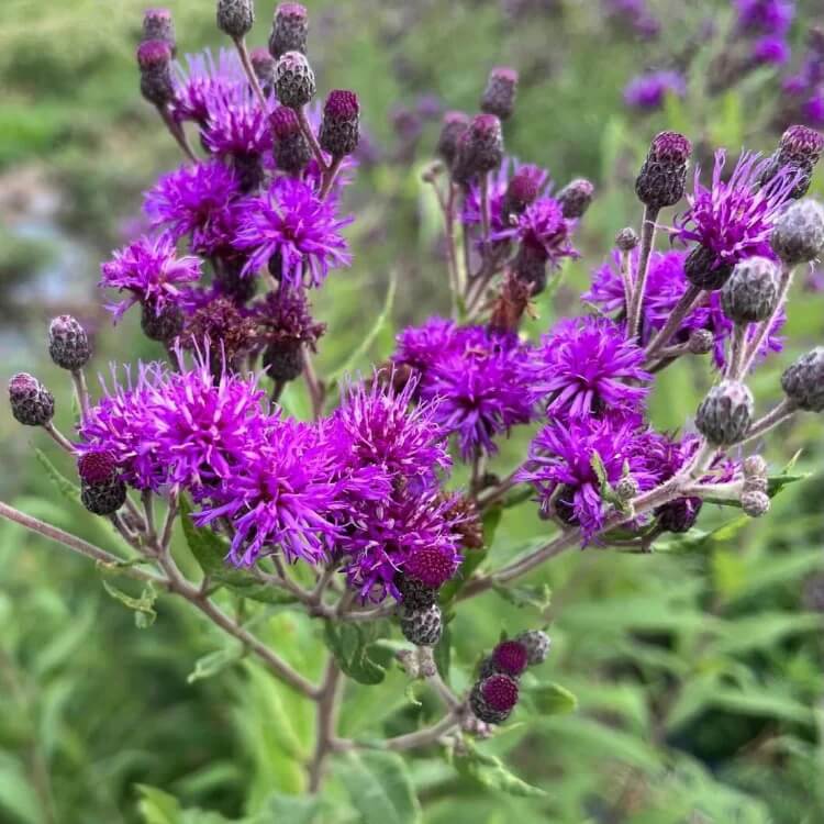 ironweed seeds