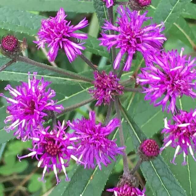 ironweed seeds