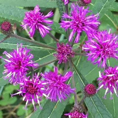 ironweed seeds