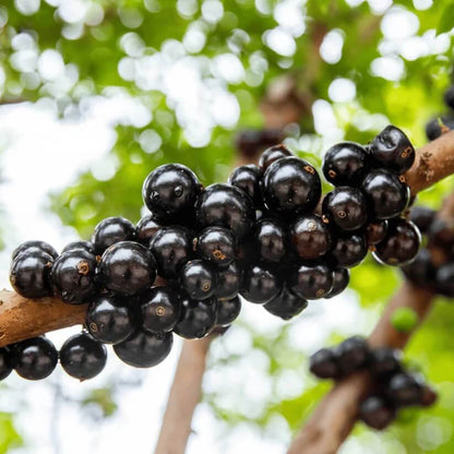 jabuticaba seeds