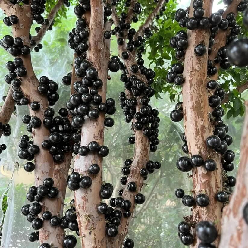 jabuticaba seeds