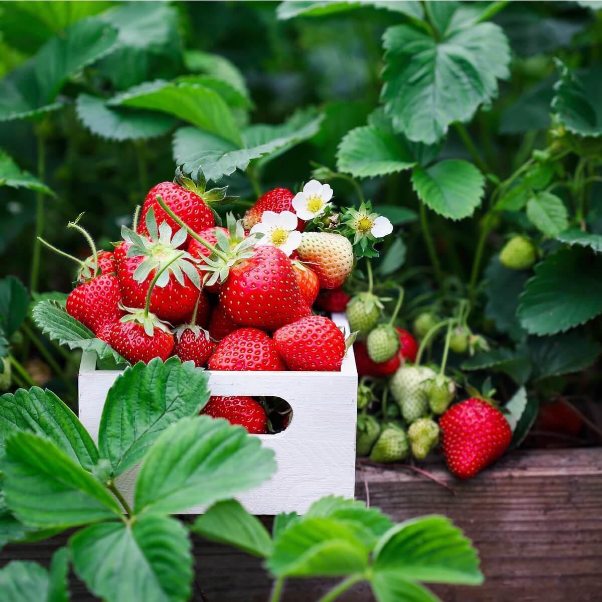 June Bearing Strawberry Seeds - Fruit Plant