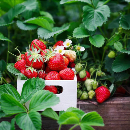June Bearing Strawberry Seeds - Fruit Plant