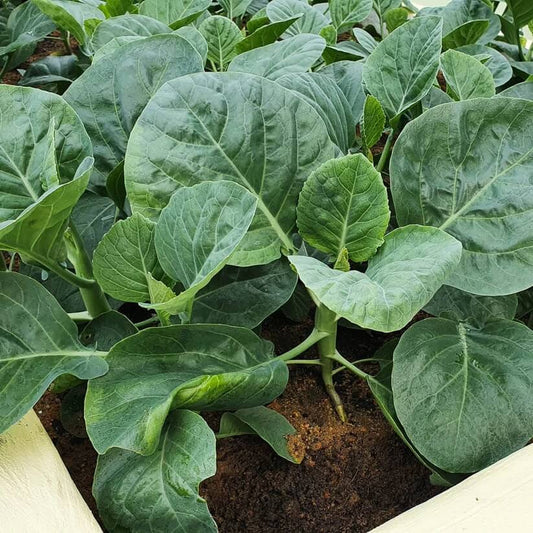 kai lan seeds