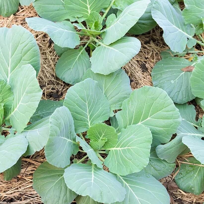 kai lan seeds