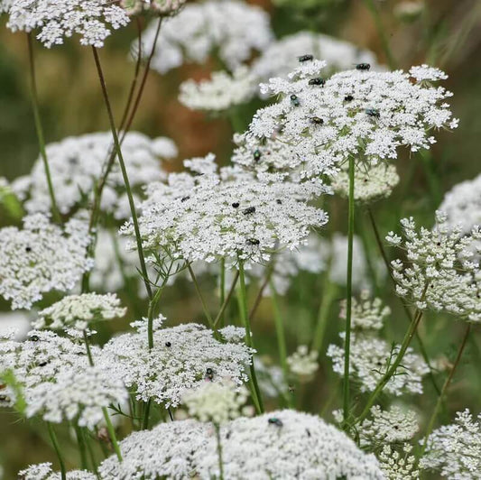 laceflower seeds