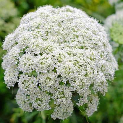 laceflower seeds