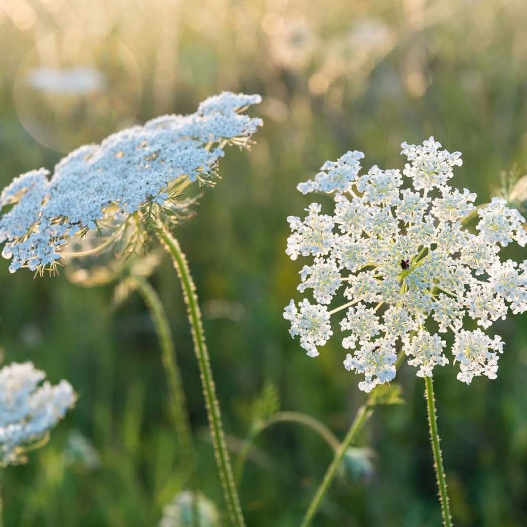 laceflower seeds