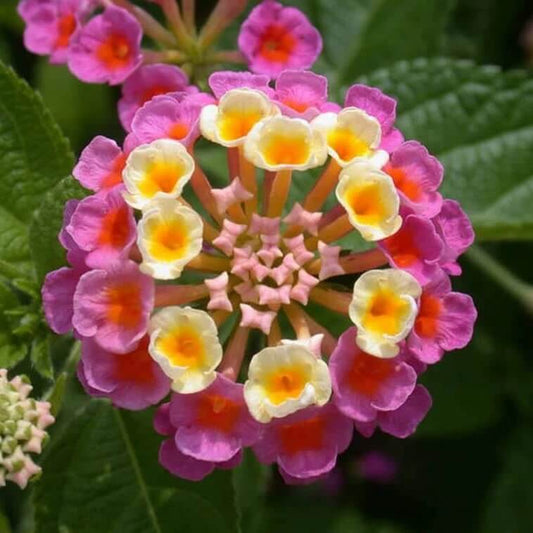 lantana camara seeds