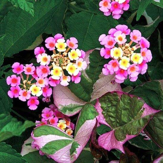 lantana camara seeds