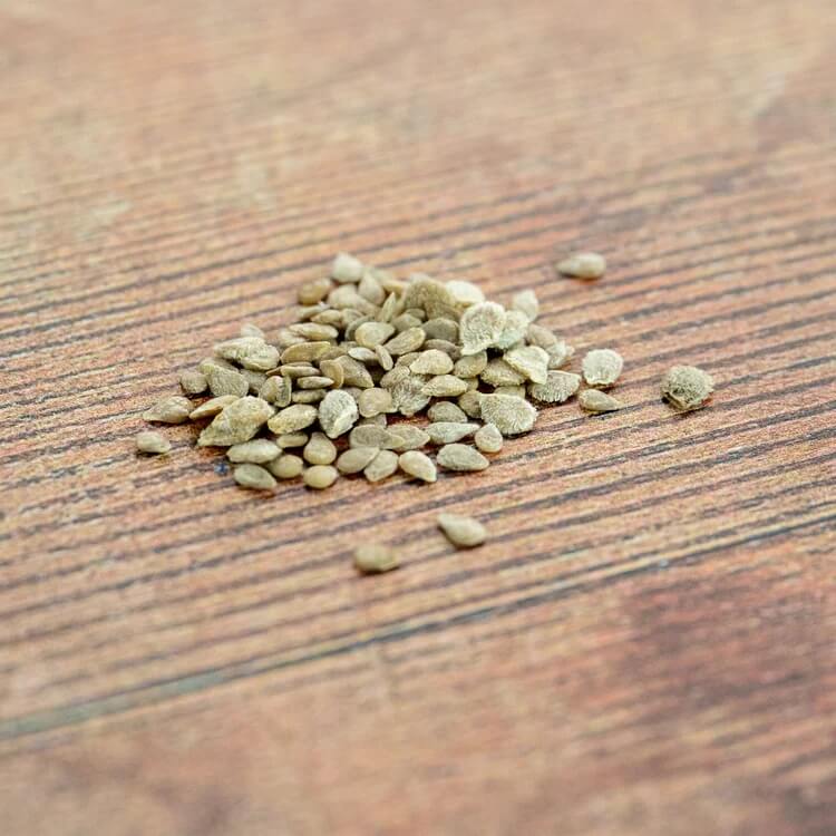 lavender tomato seeds