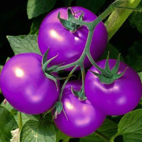 lavender tomato seeds
