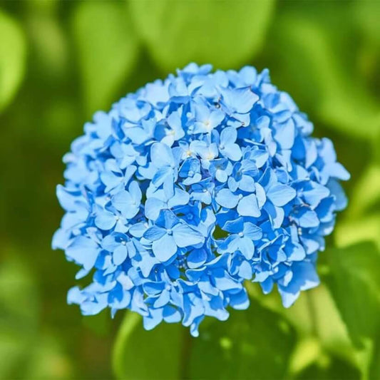 light blue Hydrangea Seeds