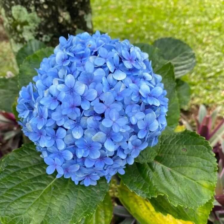 light blue Hydrangea Seeds