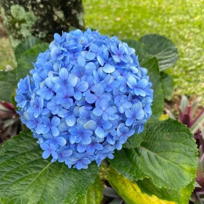 light blue Hydrangea Seeds
