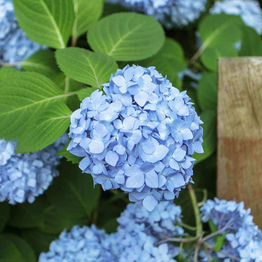 light blue Hydrangea Seeds