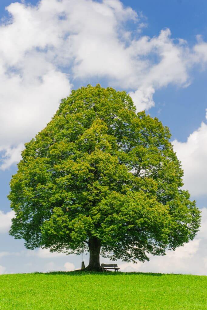 Linden Seeds - Tree Plant Seeds for Home Gardens