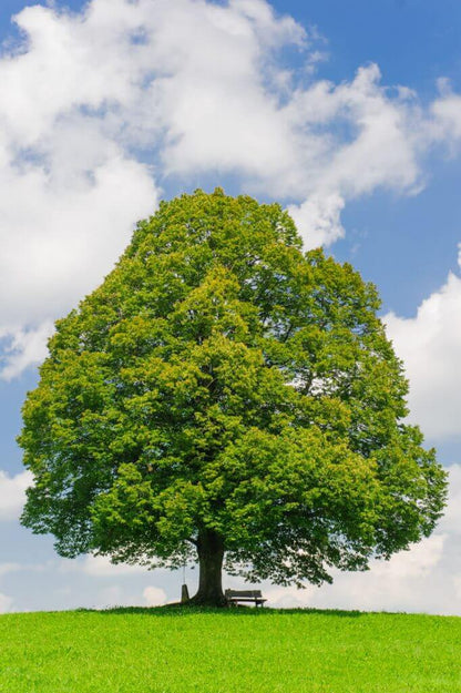 Linden Seeds - Tree Plant Seeds for Home Gardens