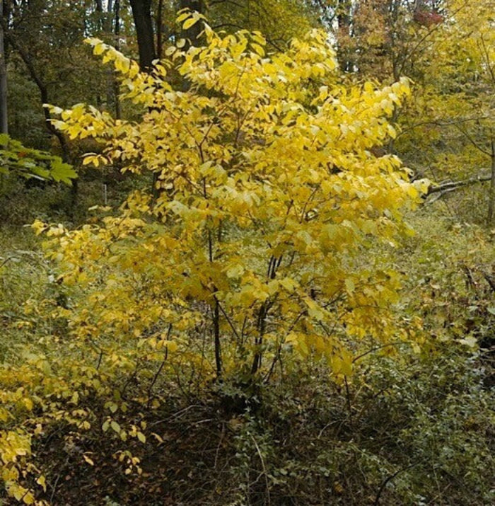 Lindera Benzoin Spicebush Seeds - Herbal Plant