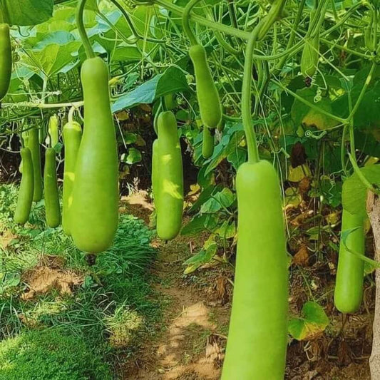 long bottle gourd seeds