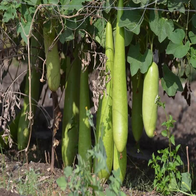 long bottle gourd seeds