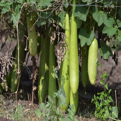 long bottle gourd seeds
