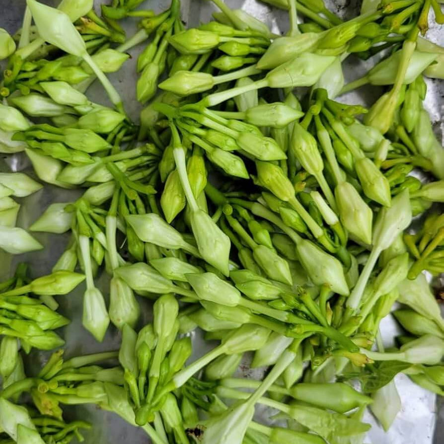 loroco Seeds