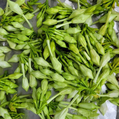 loroco Seeds