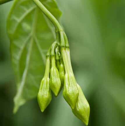 loroco Seeds
