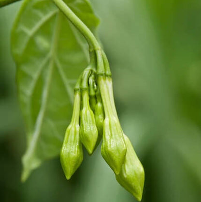 loroco Seeds