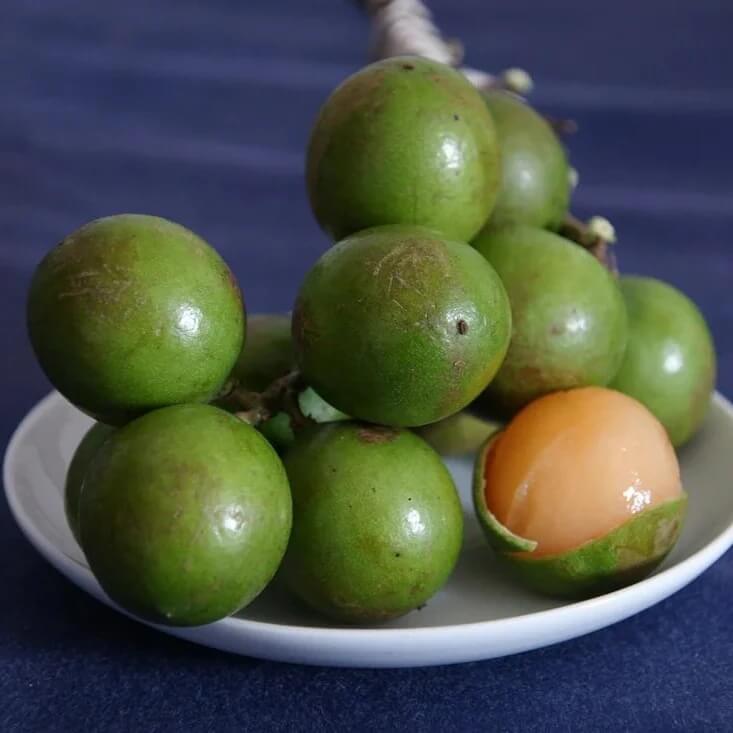 mamoncillo seeds