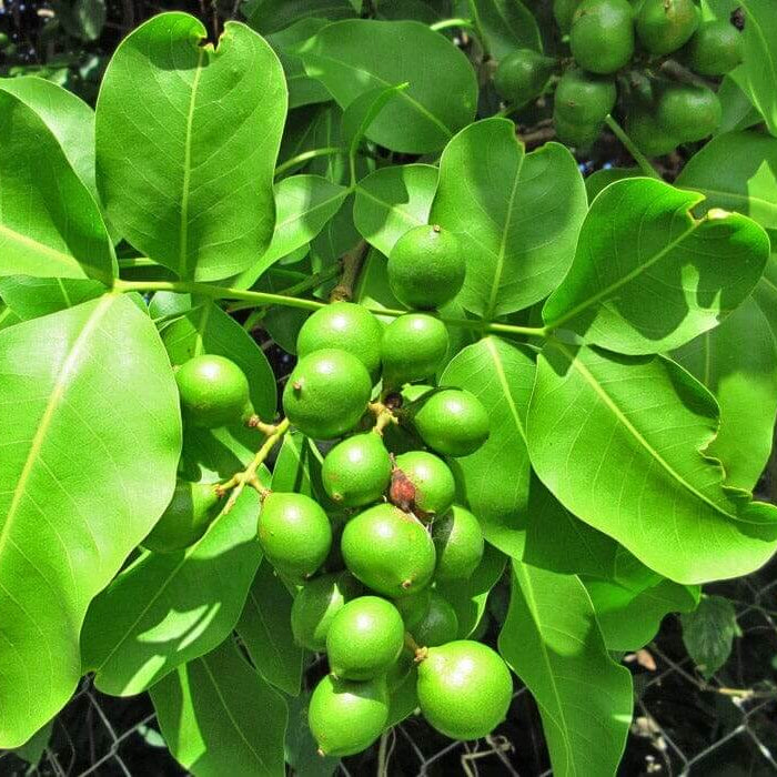 mamoncillo seeds