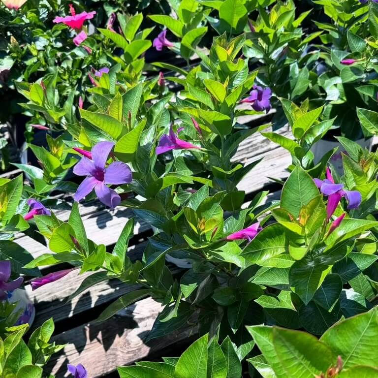 mandevilla seeds