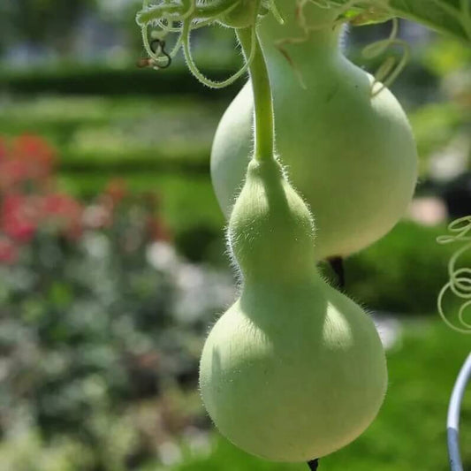 martin bird house gourd seeds