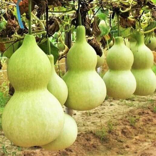 martin bird house gourd seeds