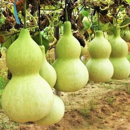 martin bird house gourd seeds