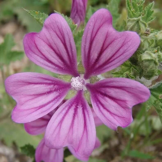 mauritanian malva mallow seeds