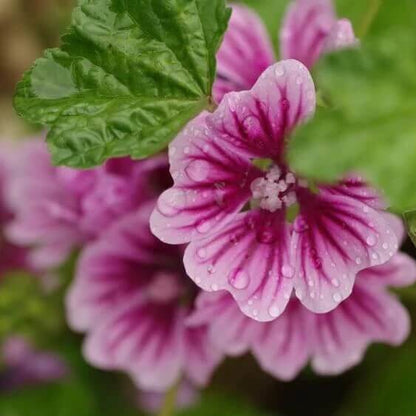 mauritanian malva mallow seeds