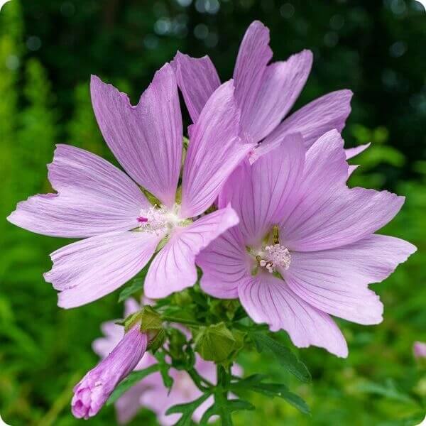 mauritanian malva mallow seeds