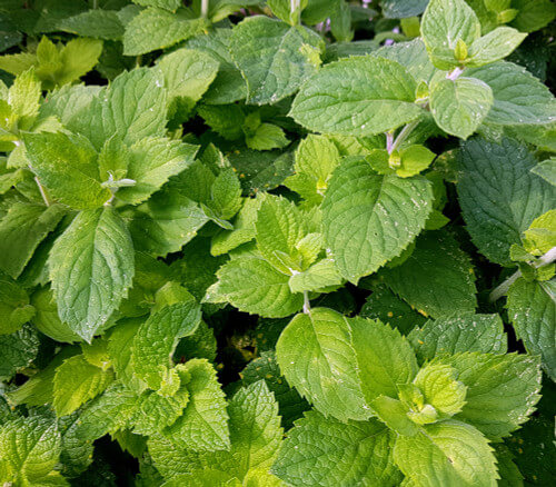 Green Mentha Arvensis Mint Seeds - Herbal Plant