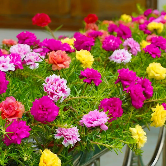 mix Double Moss Rose Seeds