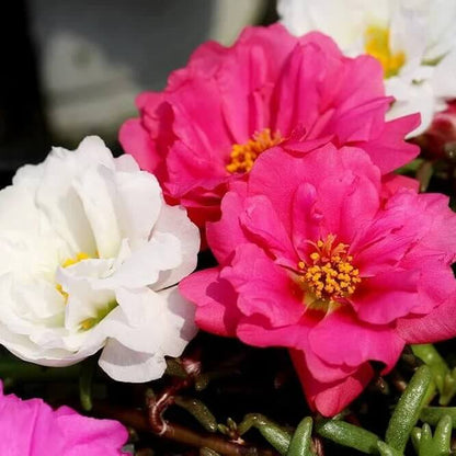mix Double Moss Rose Seeds