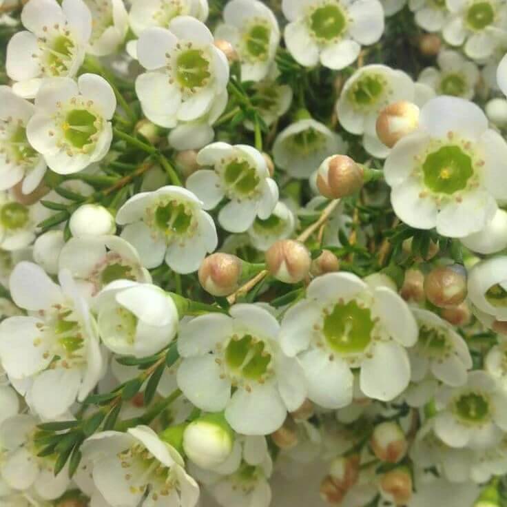 mix Wax Flower Seeds